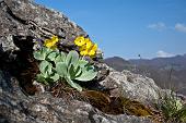 09_Primula Auricola (primula orecchia d'orso)